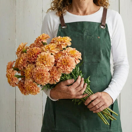 Strawberry Blonde, Marigold Seeds - Packet image number null